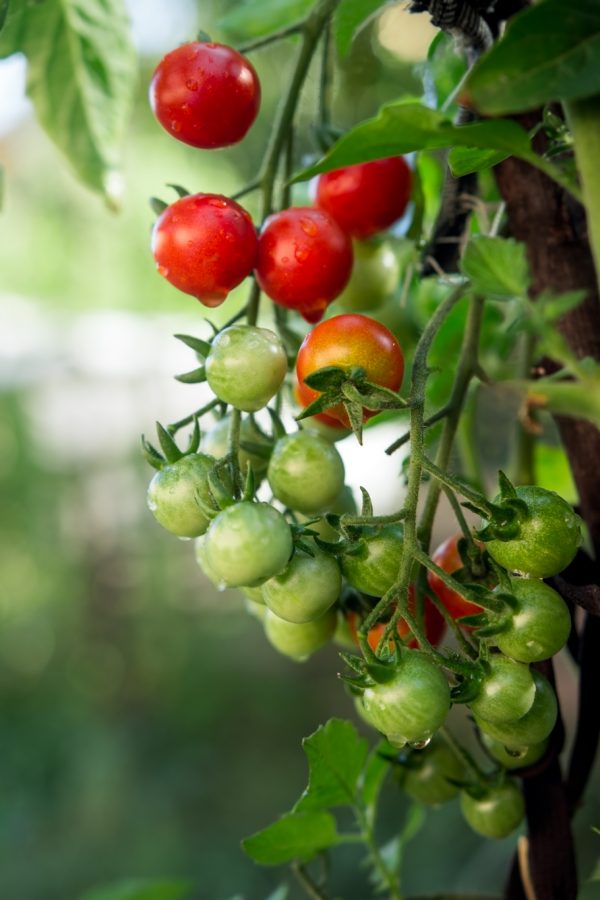 Fotografie alimentara, tomate cherry rosi