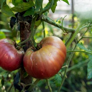 Fotografie alimentara, tomate mari rosii