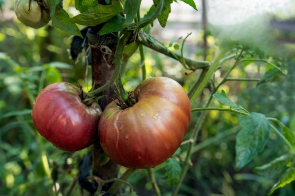 Fotografie alimentara, tomate mari rosii